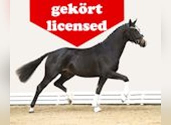 Oldenburg, Stallion, , Smoky-Black