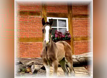 Oldenburg, Stallion, , Smoky-Black