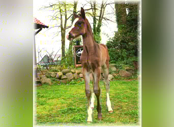 Oldenburg, Stallion, , Smoky-Black