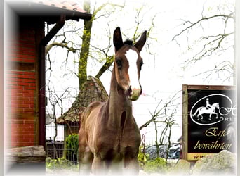 Oldenburg, Stallion, , Smoky-Black