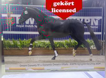 Oldenburg, Stallion, , Smoky-Black