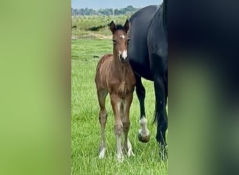 Oldenburg, Stallion, Foal (05/2025), Smoky-Black
