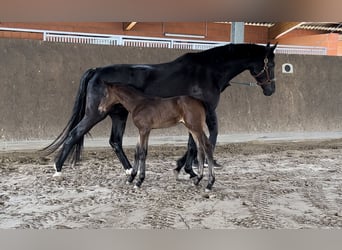 Oldenburg, Stallion, Foal (04/2025), Smoky-Black