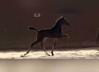 Oldenburg, Stallion, Foal (06/2025), Smoky-Black