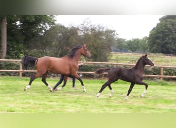 Oldenburg, Stallion, Foal (04/2025), Smoky-Black
