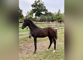 Oldenburg, Stallion, Foal (04/2025), Smoky-Black