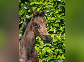 Oldenburg, Stallion, Foal (04/2026), Smoky-Black