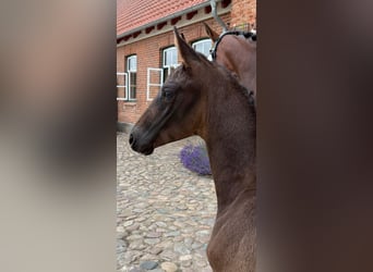 Oldenburg, Stallion, Foal (05/2025), Smoky-Black