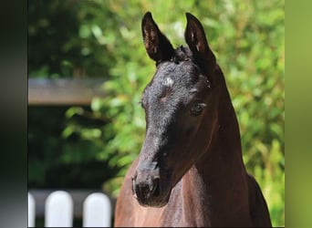 Oldenburg, Stallion, , Smoky-Black