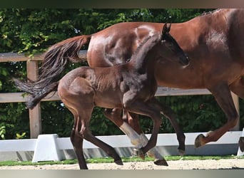 Oldenburg, Stallion, , Smoky-Black