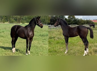 Oldenburg, Stallion, Foal (03/2026), Smoky-Black