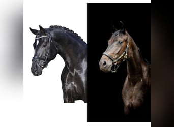 Oldenburg, Stallion, Foal (03/2026), Smoky-Black