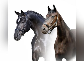 Oldenburg, Stallion, Foal (03/2026), Smoky-Black