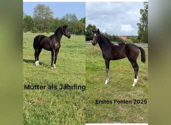 Oldenburg, Stallion, Foal (03/2026), Smoky-Black