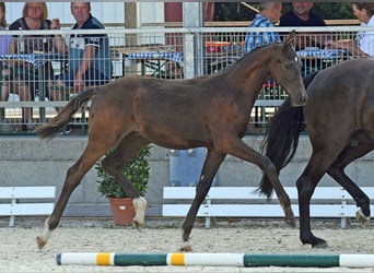 Oldenburg, Stallion, Foal (03/2023), Smoky-Black