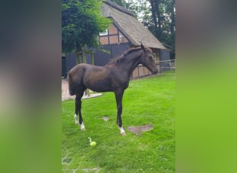 Oldenburg, Stallion, Foal (03/2024), Smoky-Black