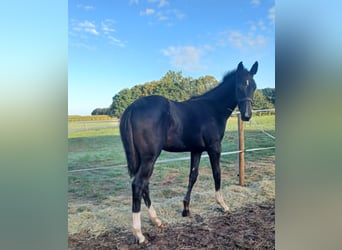 Oldenburg, Stallion, Foal (05/2025), Smoky-Black