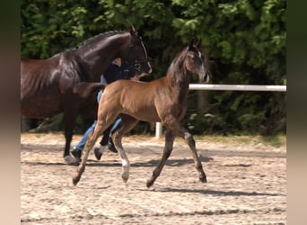 Oldenburg, Stallion, Foal (05/2025), Smoky-Black