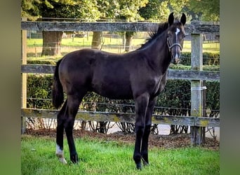 Oldenburg, Stallion, Foal (05/2025), Smoky-Black