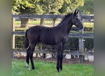 Oldenburg, Stallion, Foal (05/2025), Smoky-Black