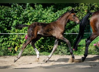 Oldenburg, Stallion, Foal (06/2023), Smoky-Black