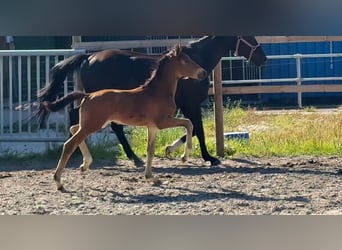 Oldenburg, Stallion, Foal (05/2025), Smoky-Black