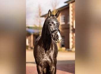 Oldenburg, Stallion, 3 years, 16.2 hh, Gray