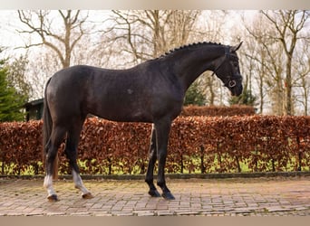Oldenburg, Stallion, 3 years, 16.2 hh, Gray