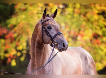 Oldenburg, Stallion, 9 years, 16.1 hh, Gray