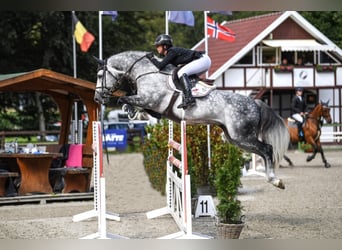 Oldenburg, Stallion, 12 years, 16.2 hh, Gray