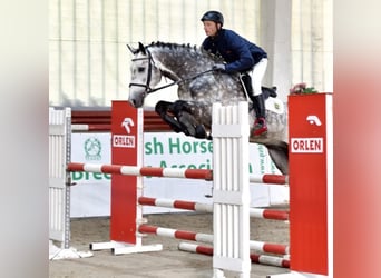 Oldenburg, Stallion, 8 years, 16.1 hh, Gray