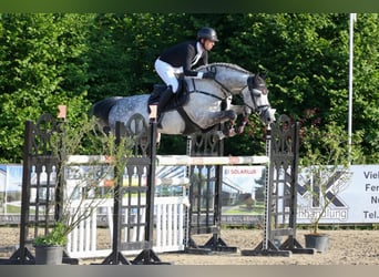 Oldenburg, Stallion, 12 years, 16.2 hh, Gray