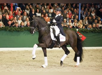 Oldenburg, Stallion, 18 years, 16.2 hh, Smoky-Black