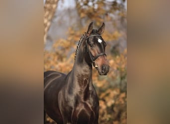 Oldenburg, Stallion, 21 years, 16.1 hh, Smoky-Black