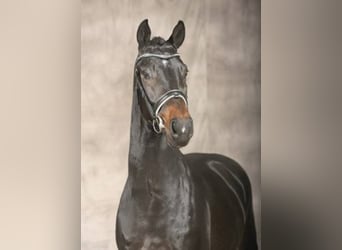 Oldenburg, Stallion, 16 years, 16.2 hh, Smoky-Black