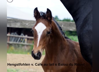 Oldenburg, Stallion, 24 years, 17 hh, Smoky-Black