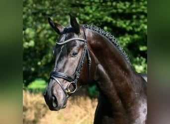 Oldenburg, Stallion, 9 years, 16.3 hh, Smoky-Black
