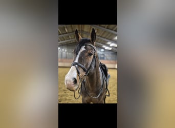 Oldenburg, Stallone, 11 Anni, 174 cm, Baio