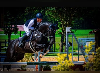 Oldenburg, Stallone, 12 Anni, 170 cm, Morello