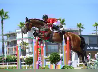 Oldenburg, Stallone, 12 Anni, 175 cm, Baio ciliegia