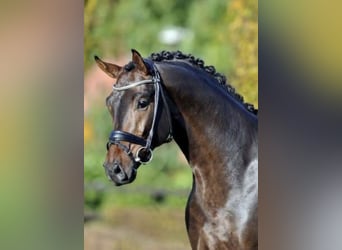 Oldenburg, Stallone, 16 Anni, 168 cm, Baio scuro