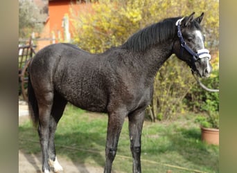Oldenburg, Stallone, 1 Anno, 147 cm, Grigio