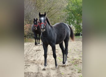 Oldenburg, Stallone, 1 Anno, 147 cm, Grigio