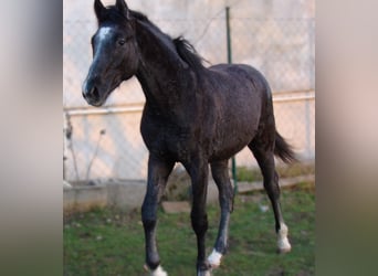 Oldenburg, Stallone, 1 Anno, 147 cm, Grigio