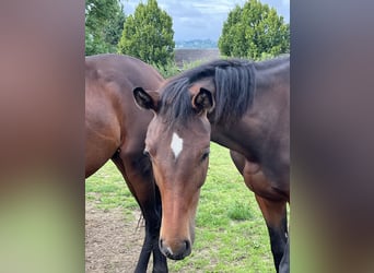 Oldenburg, Stallone, 1 Anno, 155 cm, Baio