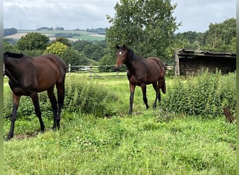 Oldenburg, Stallone, 1 Anno, 155 cm, Baio