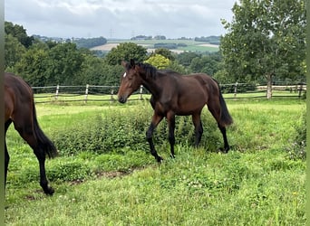 Oldenburg, Stallone, 1 Anno, 155 cm, Baio