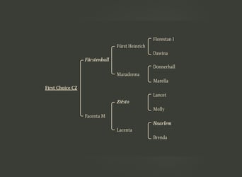 Oldenburg, Stallone, 1 Anno, Morello