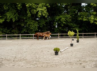 Oldenburg, Stallone, 1 Anno, Sauro