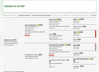 Oldenburg, Stallone, 1 Anno, Sauro scuro